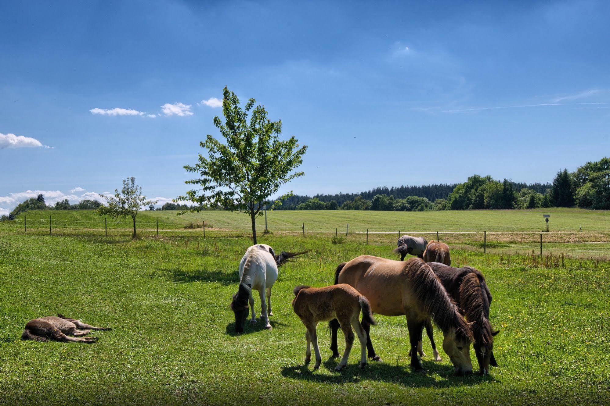 Landgasthof Zum Schwanen Hornberg Exteriér fotografie